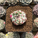 Echeveria 'Chihuahuaensis' Variegated 1" Succulent Plant Cutting