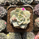 Echeveria 'Titubans' Variegated 1" (Different than Graptoveria Titubans) Succulent Plant Cutting