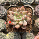 Echeveria 'Rainbow Rose' 2" New Hybrid Succulent Plant Cutting