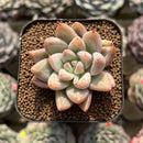 Echeveria 'Rainbow Rose' 2" New Hybrid Succulent Plant Cutting