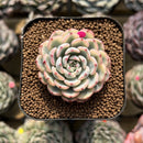 Echeveria 'Minima' Variegated 1"-2 Succulent Plant