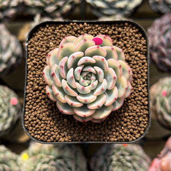Echeveria 'Minima' Variegated 1