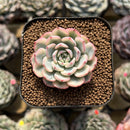 Echeveria 'Minima' Variegated 1"-2 Succulent Plant