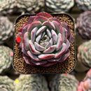 Echeveria 'Pink Bayan' 2" Succulent Plant Cutting