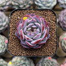 Echeveria 'Pink Bayan' 2" Succulent Plant Cutting