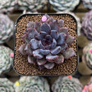 Echeveria 'Black Zaragoza' 2" Succulent Plant Cutting