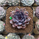 Echeveria 'Black Zaragoza' 2" Succulent Plant Cutting