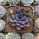 Echeveria 'Black Zaragoza' 2" Succulent Plant Cutting