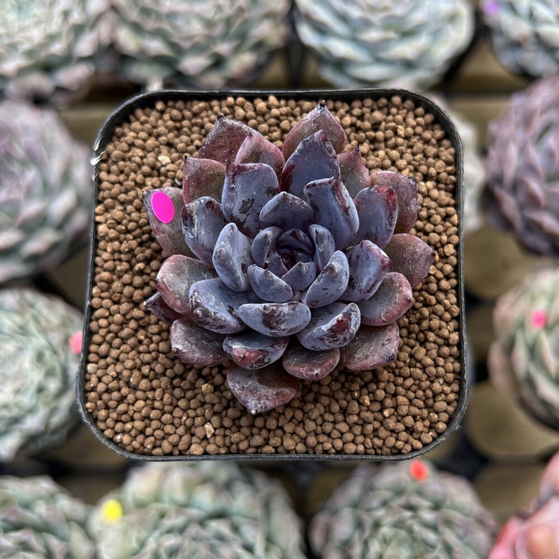 Echeveria 'Black Zaragoza' 2