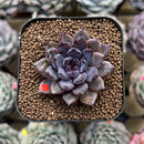 Echeveria 'Black Zaragoza' 2" Succulent Plant Cutting