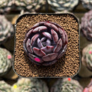 Echeveria 'Rainbow Goddess' 2" Succulent Plant Cutting