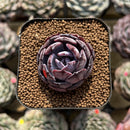 Echeveria 'Rainbow Goddess' 2" Succulent Plant Cutting