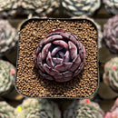 Echeveria 'Rainbow Goddess' 2" Succulent Plant Cutting