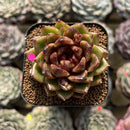 Echeveria 'Magic Coco' 2" Succulent Plant Cutting