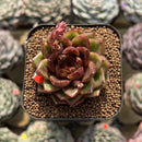 Echeveria 'Magic Coco' 2" Succulent Plant Cutting