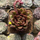 Echeveria 'Magic Coco' 2" Succulent Plant Cutting