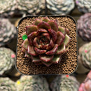 Echeveria 'Magic Coco' 2" Succulent Plant Cutting