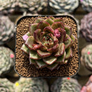 Echeveria 'Magic Coco' 2" Succulent Plant Cutting