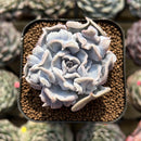 Echeveria 'Thriller Pearl' 2" Succulent Plant Cutting