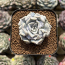 Echeveria 'Thriller Pearl' 2" Succulent Plant Cutting
