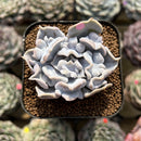 Echeveria 'Thriller Pearl' 2" Succulent Plant Cutting