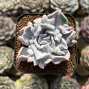 Echeveria 'Thriller Pearl' 2" Succulent Plant Cutting