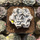 Echeveria 'Thriller Pearl' 2" Succulent Plant Cutting
