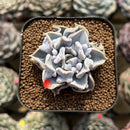 Echeveria 'Thriller Pearl' 2" Succulent Plant Cutting