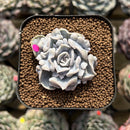 Echeveria 'Thriller Pearl' 2" Succulent Plant Cutting