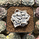 Echeveria 'Thriller Pearl' 2" Succulent Plant Cutting