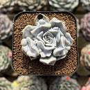 Echeveria 'Thriller Pearl' 2" Succulent Plant Cutting