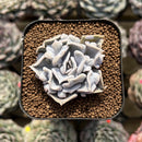 Echeveria 'Thriller Pearl' 2" Succulent Plant Cutting