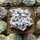 Echeveria 'Thriller Pearl' 2" Succulent Plant Cutting