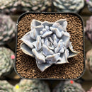 Echeveria 'Thriller Pearl' 2" Succulent Plant Cutting