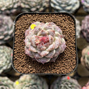 Echeveria 'Ruby Star' 2" Succulent Plant Cutting