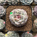 Echeveria 'Ruby Star' 2" Succulent Plant Cutting