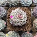 Echeveria 'Ruby Star' 2" Succulent Plant Cutting