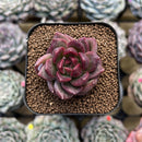 Echeveria 'Solid Purple' 2" Succulent Plant Cutting