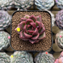 Echeveria 'Solid Purple' 2" Succulent Plant Cutting
