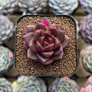 Echeveria 'Solid Purple' 2" Succulent Plant Cutting