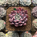 Echeveria 'Red Leopard' 2" Succulent Plant Cutting