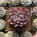 Echeveria 'Red Leopard' 2" Succulent Plant Cutting
