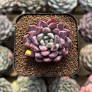Echeveria 'Red Leopard' 2" Succulent Plant Cutting
