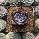 Echeveria 'Black Sabbath' 2" Succulent Plant Cutting