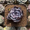 Echeveria 'Black Sabbath' 2" Succulent Plant Cutting