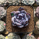 Echeveria 'Black Sabbath' 2" Succulent Plant Cutting