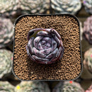 Echeveria 'Black Sabbath' 2" Succulent Plant Cutting