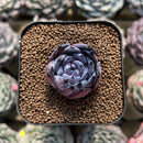 Echeveria 'Black Sabbath' 2" Succulent Plant Cutting