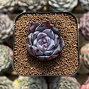 Echeveria 'Black Sabbath' 2" Succulent Plant Cutting