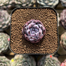 Echeveria 'Black Sabbath' 2" Succulent Plant Cutting